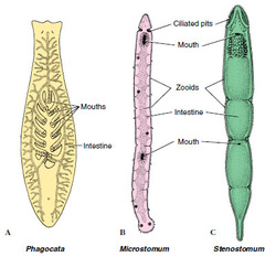 Phylum Platyhelminthes - THE CIRCULATORY SYSTEM